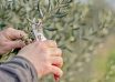 Hands,Holding,Pruning,Shears,And,Cutting,Olive,Tree,Branch,In