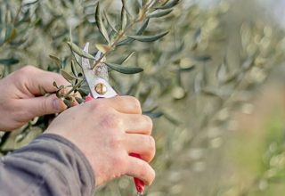 Hands,Holding,Pruning,Shears,And,Cutting,Olive,Tree,Branch,In