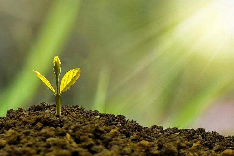 fytoygeionomiko-mhtrwo