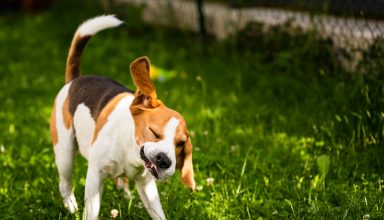 Beagle,Dog,Shaking,Grass,Off,On,Green,Meadow.,Dog,Theme