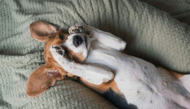 A,Beagle,Dog,Lying,On,A,Pillow,,Rubs,Its,Muzzle