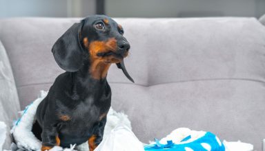 Mischievous,Dachshund,With,Torn,Pillow,On,Couch,In,Cozy,Home