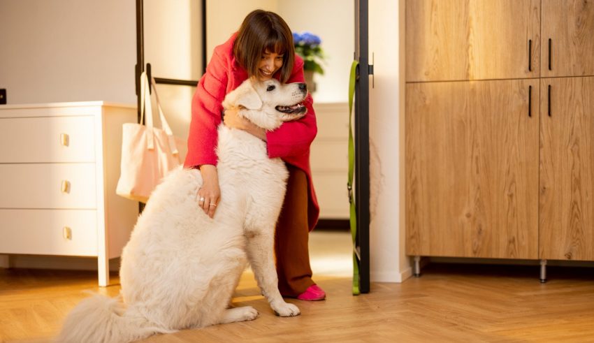 Dog,Meets,Its,Owner,At,The,Doorway,Of,Living,Room