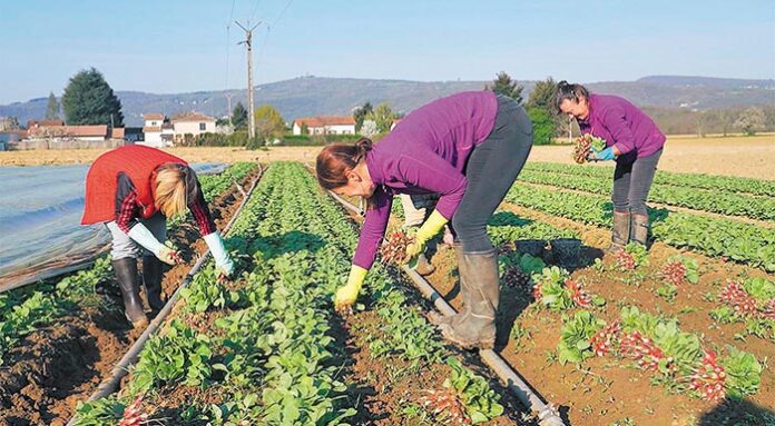 agrotisses